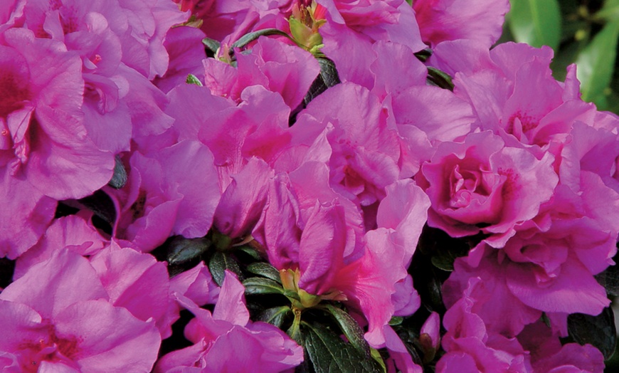 Image 2: Festive Azalea Gift Plant