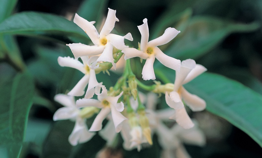 Image 2: Fragrant Jasmine Plant