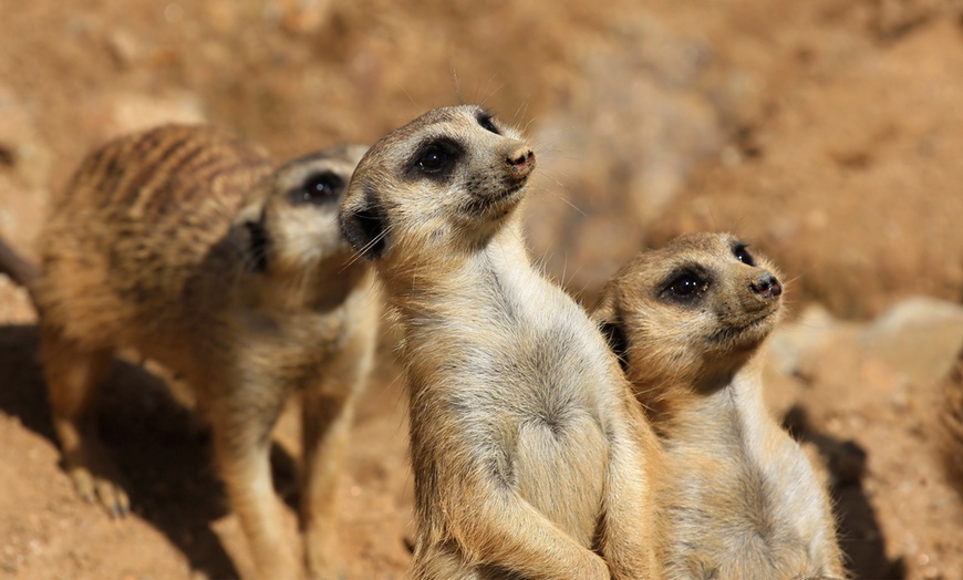 Image 1: Alpaca, Pygmy Goat or Meerkat Experience & Park Entry for Two or Four