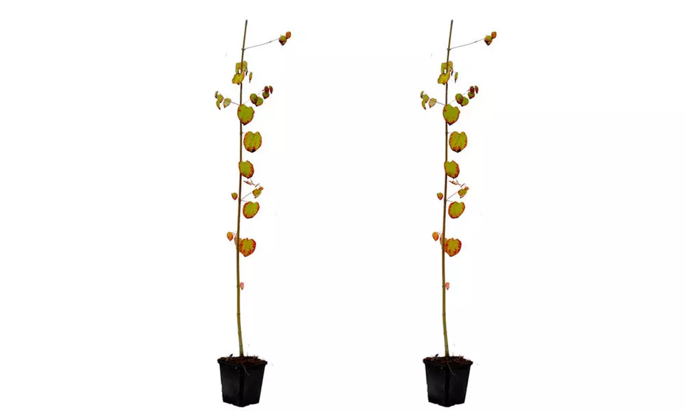 Colour-Changing Katsura Trees