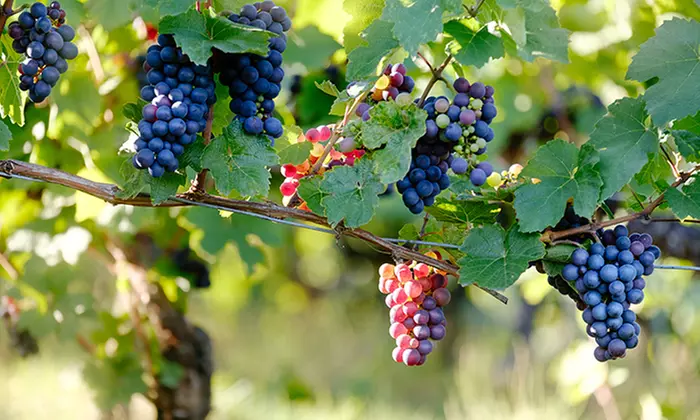Six-, 15-, or 18-Bottle Cabernet Sampler from Splash Wines (Up to 81% Off) - Second Medium