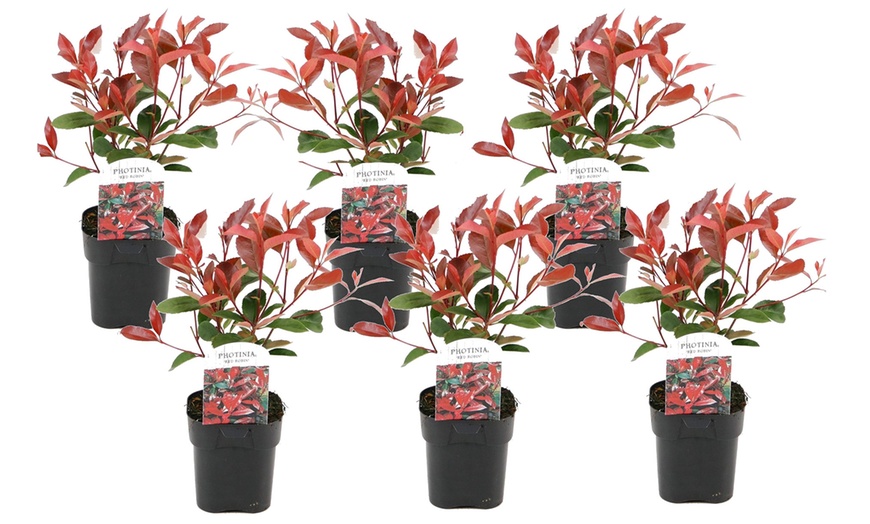 Image 4: Lot de 2, 4 ou 6 plantes de Photinia 'Red Robin'