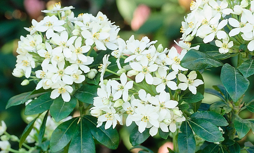 Image 3: Evergreen Flowering Shrubs