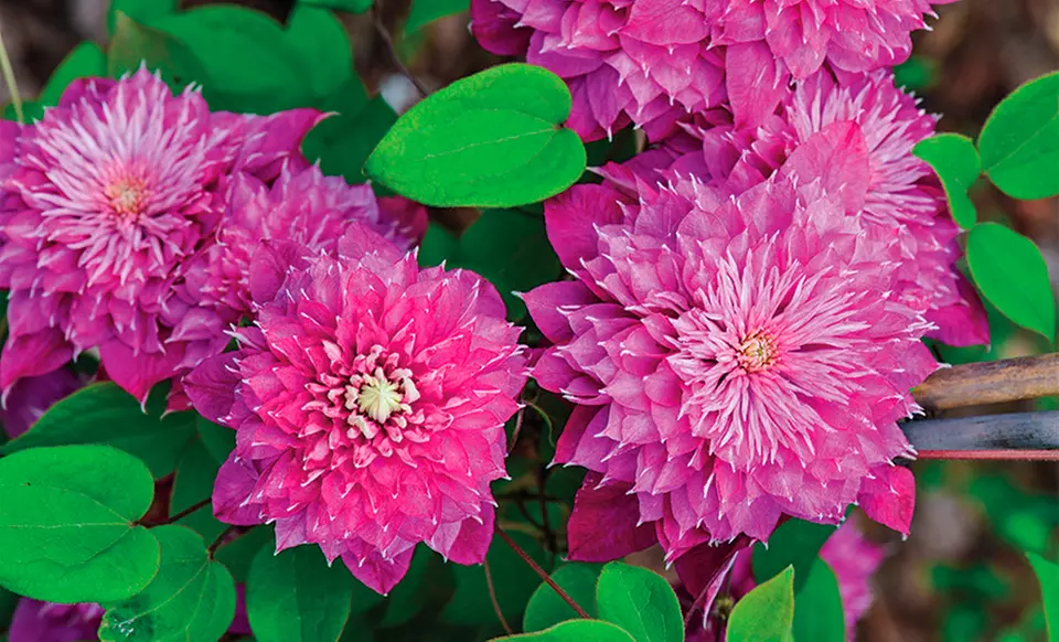 Clematis Blushing Bridesmaid Plants (2-Pack) - Primary Image
