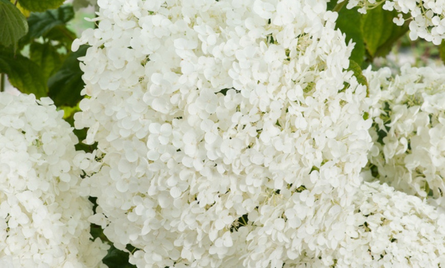 Image 3: 2 Hortensia 'Strong Annabelle' XL-planten