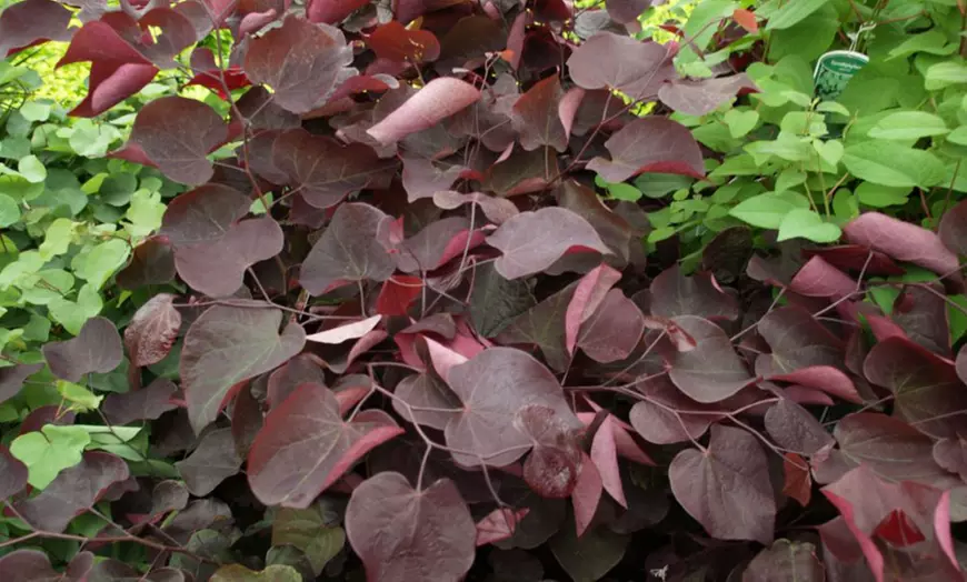 Image 12: Colour Changing Garden Trees - 4 Varieties - up to 3 Potted Plants