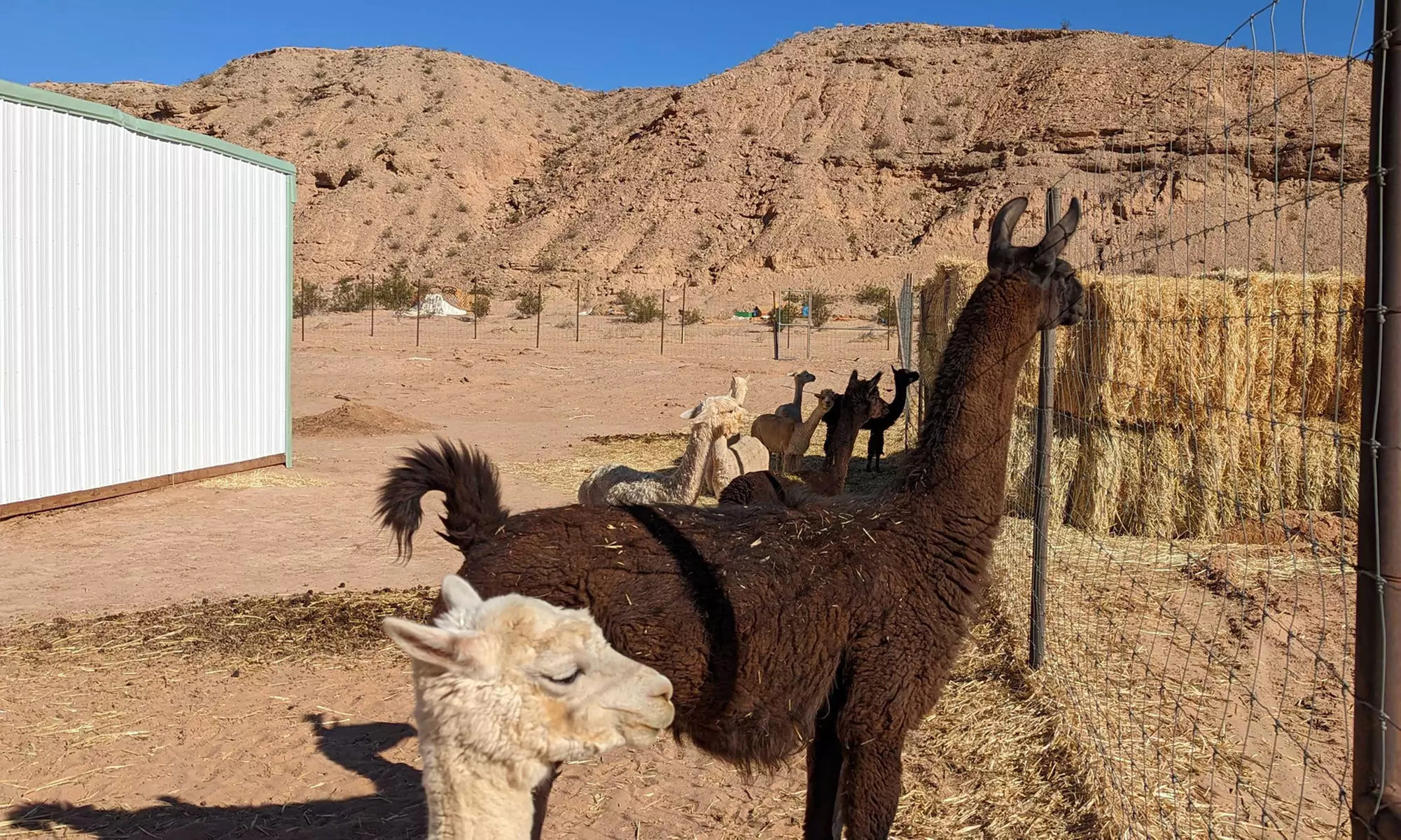 One-Hour Exotic Animal Zoo Tour from Las Vegas ATVs - Primary Image