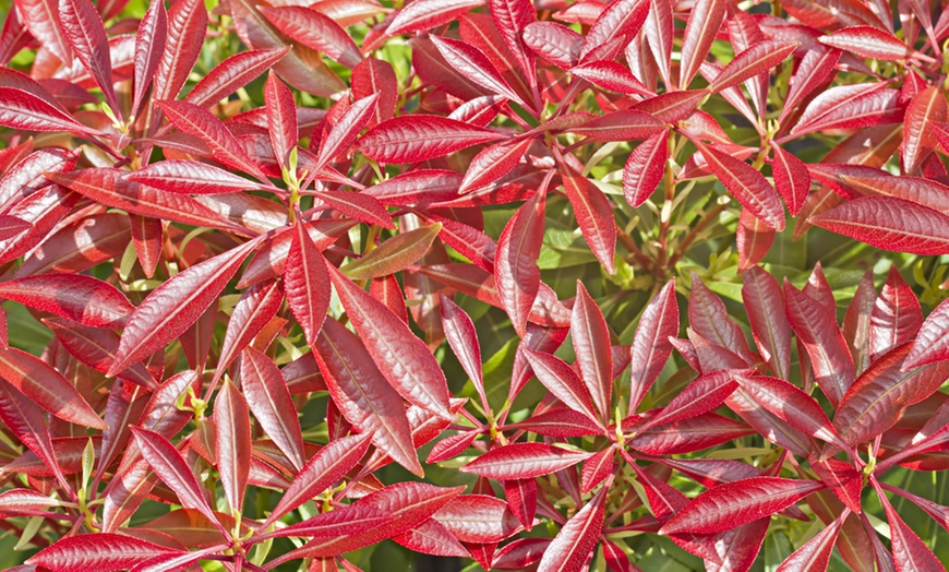 Image 3: Pieris Evergreen Collection 