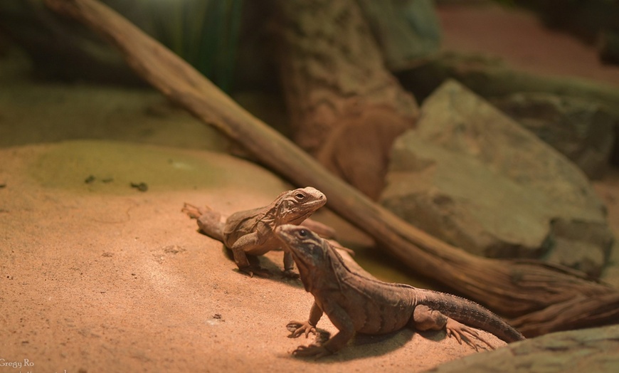 Image 10: Zanurz się w świecie egzotyki: bilety do Egzotarium w Sosnowcu 