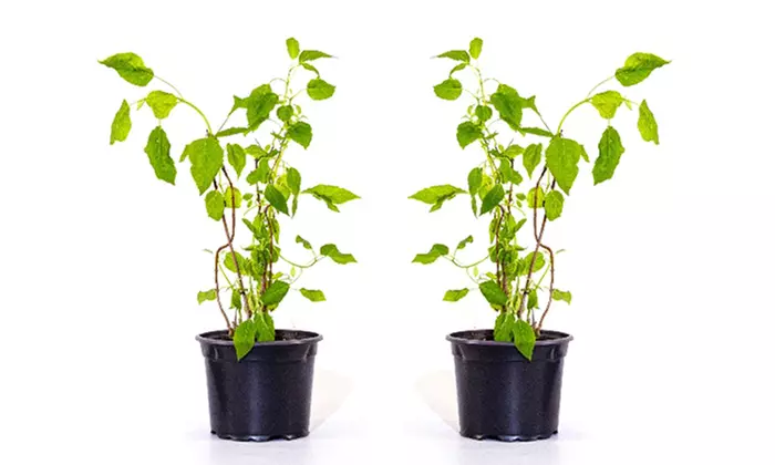 Lot de 2 Hortensias Annabelle - Image 3