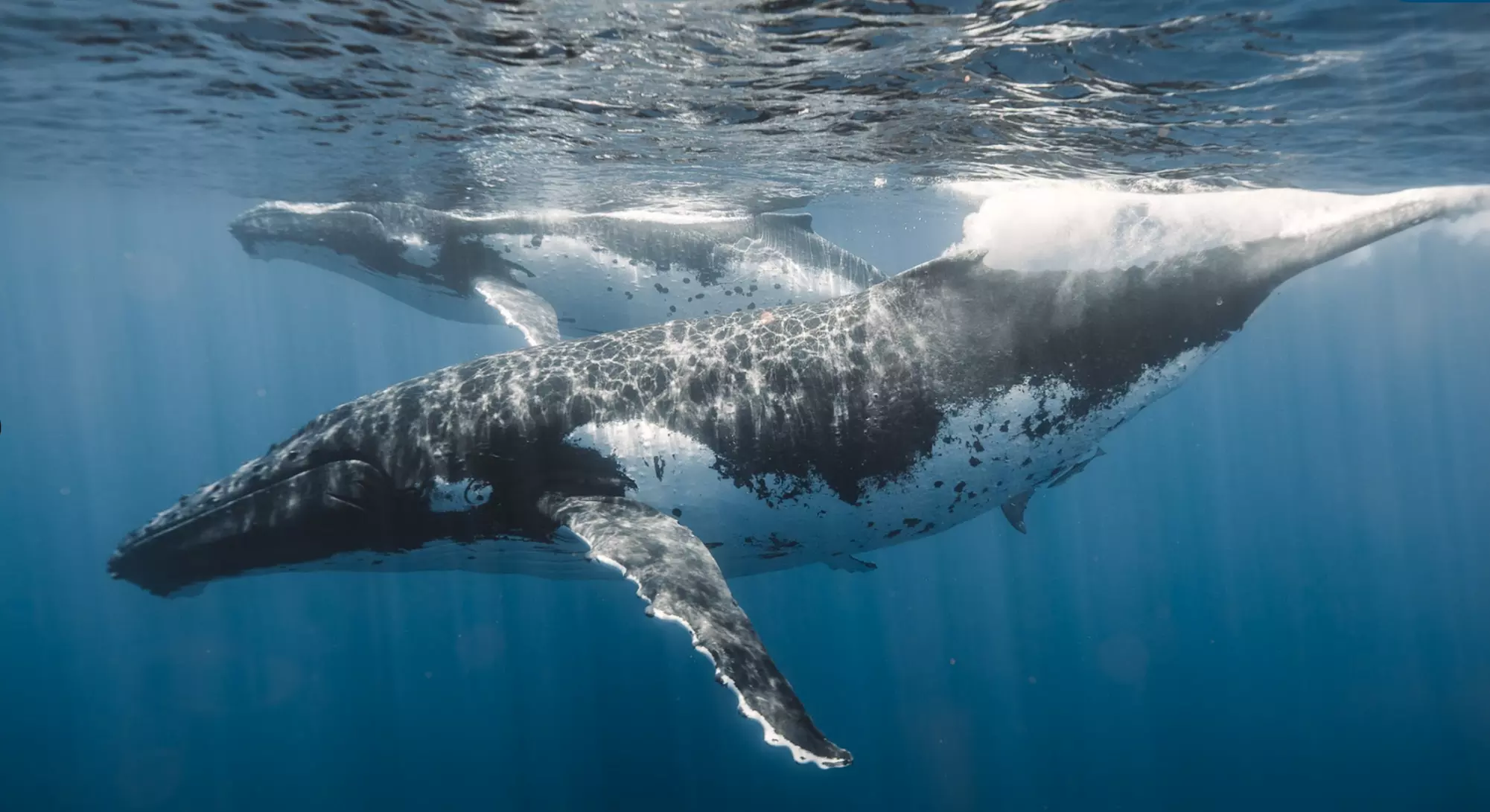Experience the Wonders of Hawaii's Pristine Waters!