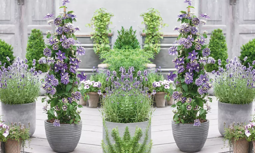 2 et 3 Clématite Taiga exotique, 10-15cm à la livraison pot inclus - Primary Image