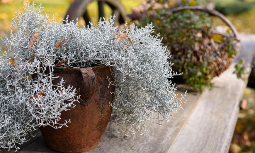 Image 1: Set of Six Silver Shrub Plants