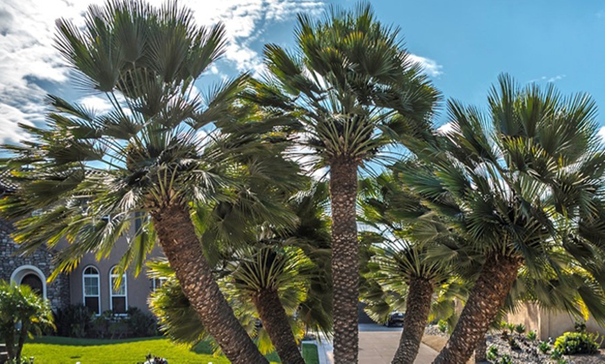 Image 6: 1 ou 2 plants de palmiers Chamaerops Humilis en pot