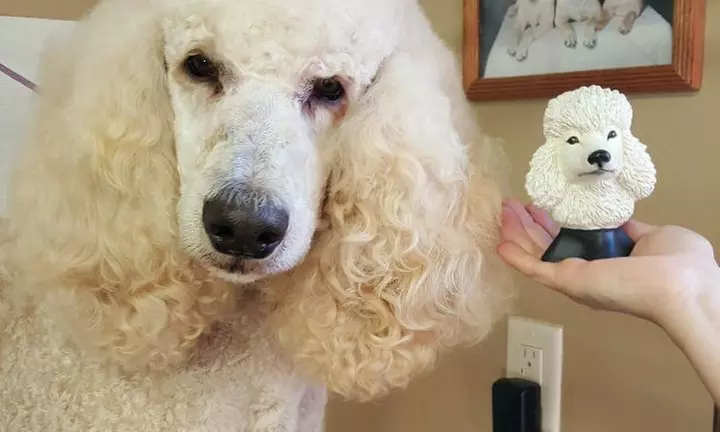 $5 for $10 Worth of Services — Kim's Dog & Cat Grooming - Primary Image