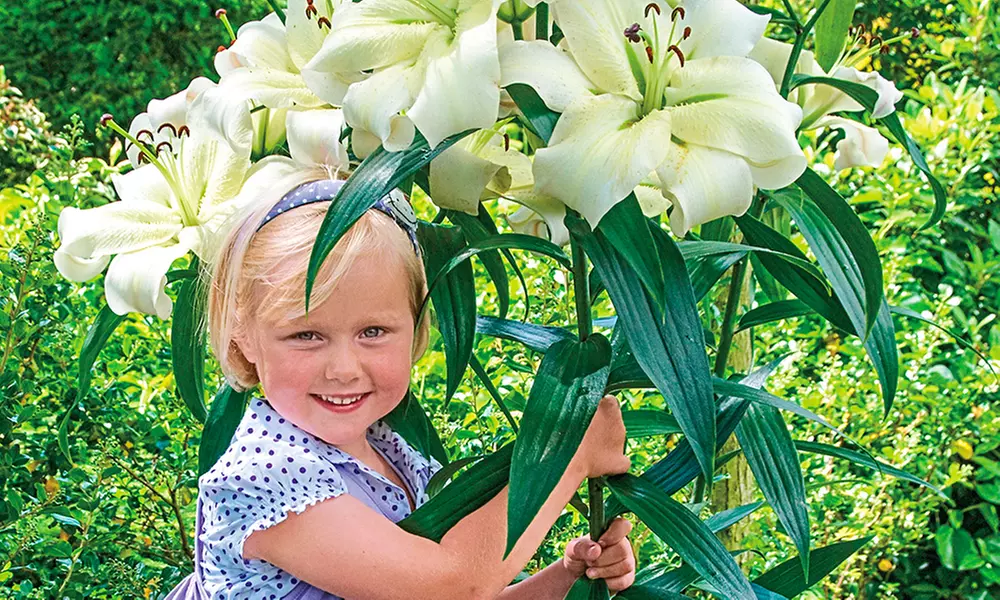 Pre-Order: Fragrant Giant Lily Pretty Woman Flower Bulbs (5-Pack) - Primary Image
