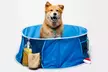 Coco Jojo Pop Up Pet Dog Bath and Pool - Second Medium