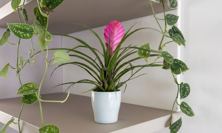 Image 4: Rootz Set of 3 Tillandsia Cyanea Pastel Houseplants with Pot
