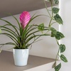 Image 4: Rootz Set of 3 Tillandsia Cyanea Pastel Houseplants with Pot