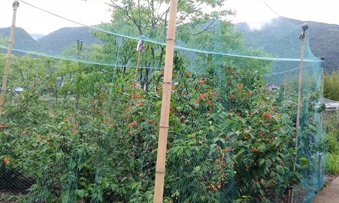 iMounTEK 13x33 Anti-Bird Garden Netting - Primary Image