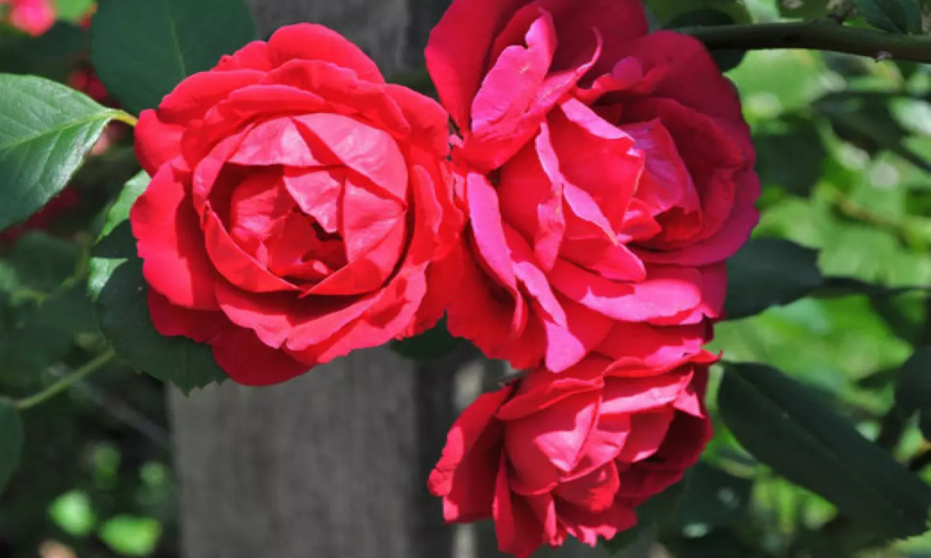 3er- oder 4er-Set Kletterrosen