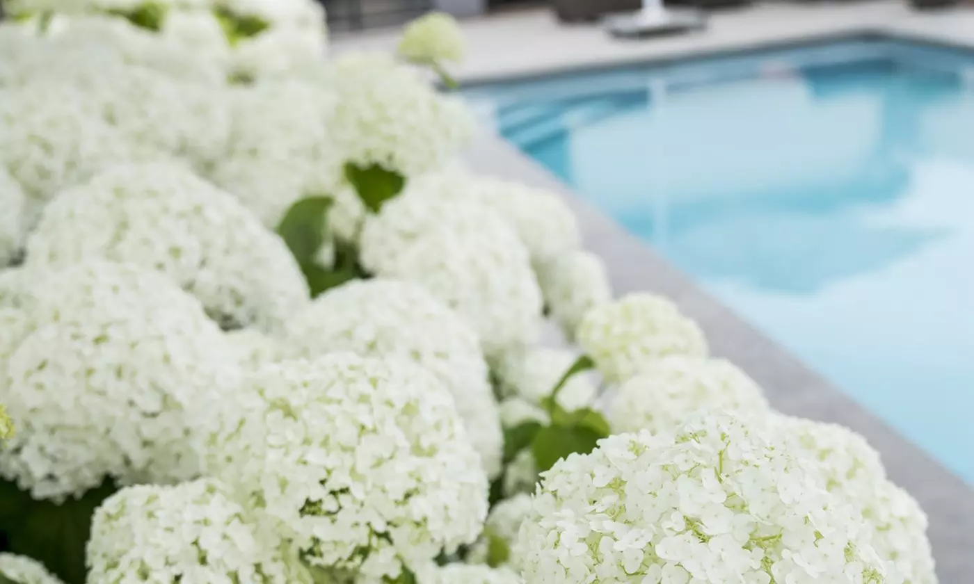 1, 2 o 4 hortensias "Strong Annabelle"