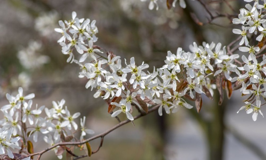 Image 3:  Mixed Hardy Shrub Collection - 8, 16 or 24 Plants