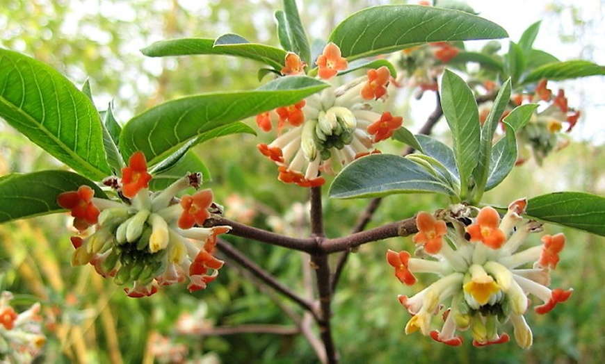 Image 3: Plante Edgeworthia Red Dragon