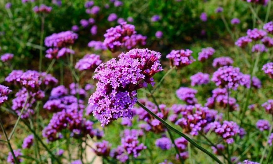 Image 2: Pack di fiori per aiuola di NatureNest