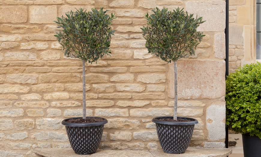 Image 1: 90cm Olive Tree Standard