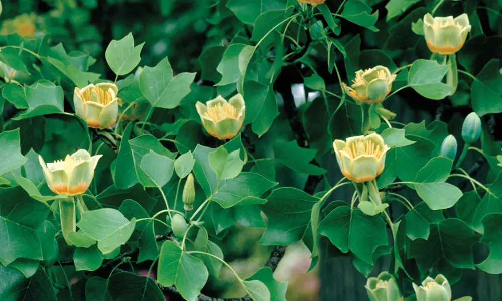 Liriodendron 'Tulip Tree' - One or Two Potted Plants - Primary Image