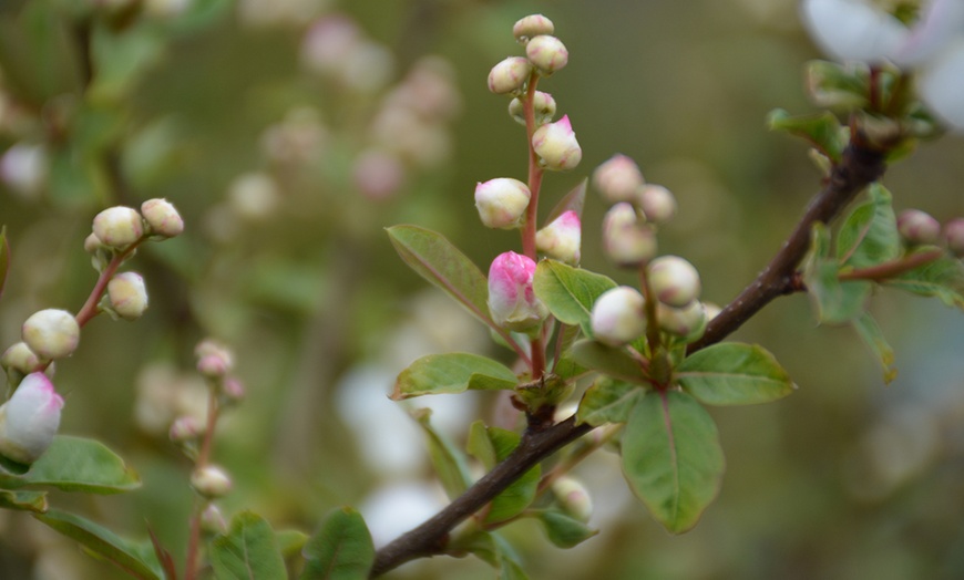 Image 3: Exochorda Blushing Pearl - 1 or 3 Peat-Free Potted Plants