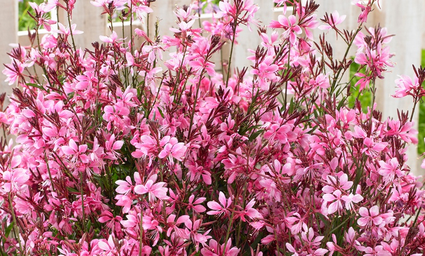 Image 3: Gaura Baby Butterfly Dark Pink 9cm Pot - One or Three Plants