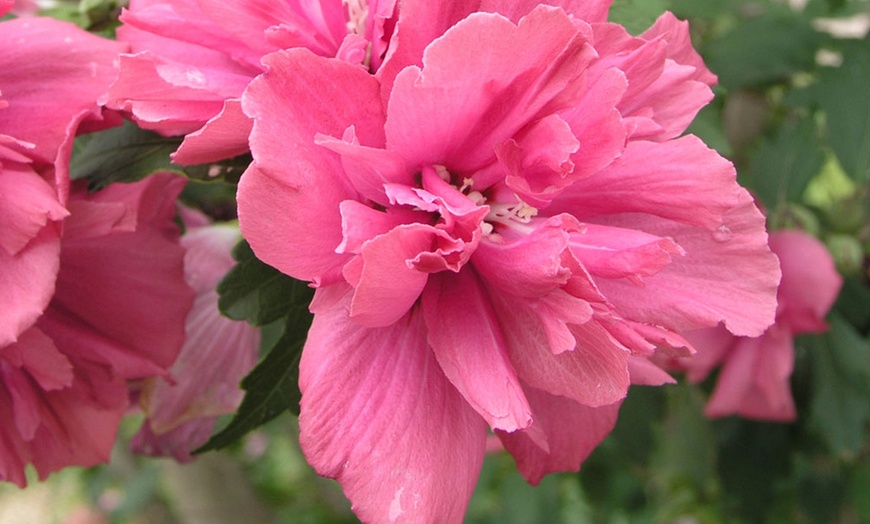 Image 1: One, 3, 6 or 9 Bare Root Hibiscus