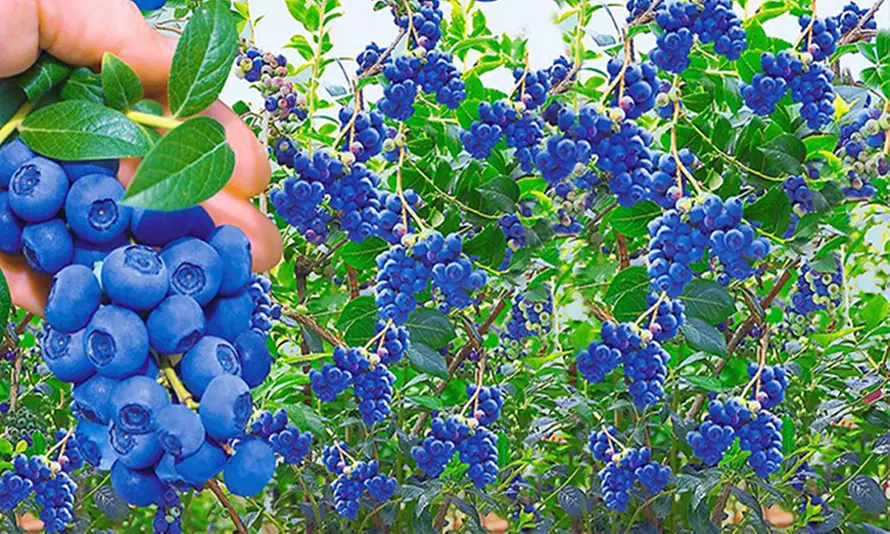 3, 6 oder 9 Pflanzen Trauben-Heidelbeere "Reka Blue" mit 500 ml Heidelbeer-Dünger - Primary Image