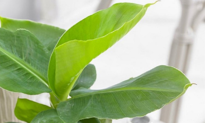 Image 2: Musa Banana Plants 