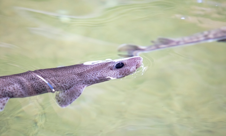 Image 14: Entreeticket Dolfinarium 