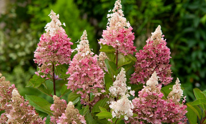 Image 7: Lot de 3 hortensias "Hydrangea Paniculata"