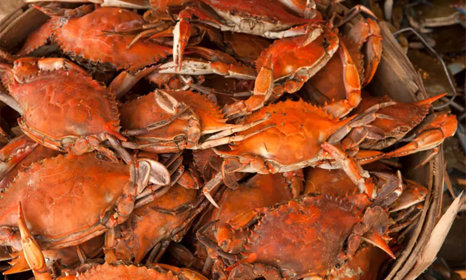 East Coast Gourmet Seafood Dinners at Chesapeake Crab Connection - Primary Image