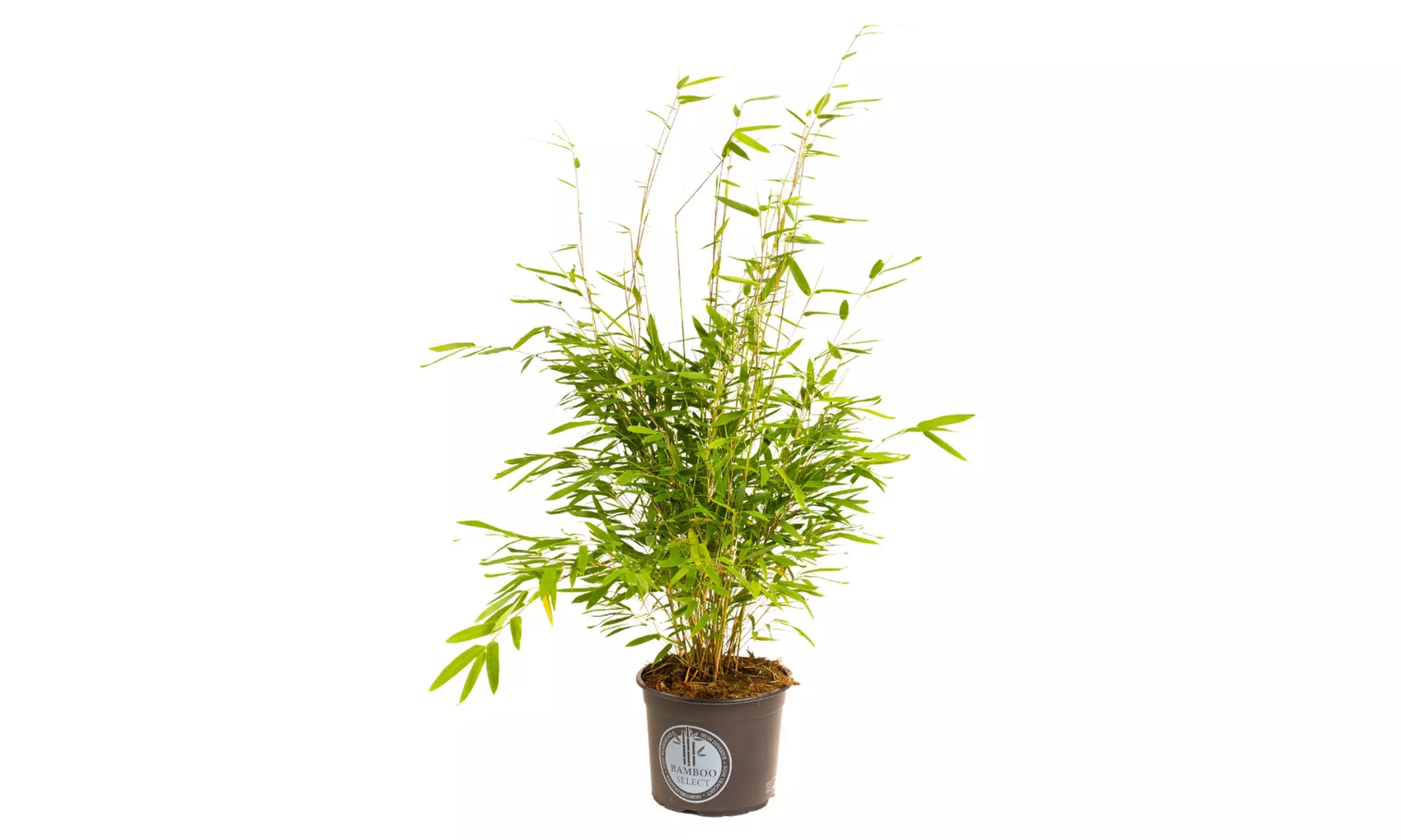 1x oder 2x oder 4x Bambus-Pflanze „Fargesia"