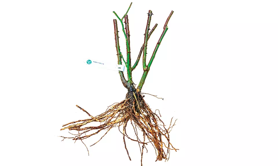 Rainbow Rose Collection (4 Bare Root Plants)  - Second Medium