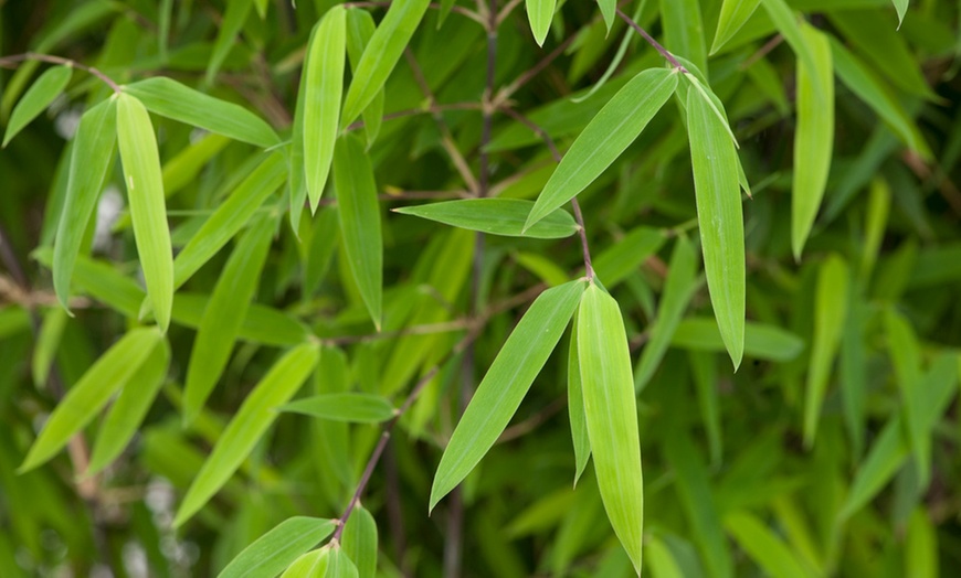 Image 15: Set van 2, 3, 4 of 6 bamboeplanten