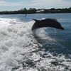 Image 3: Sip, Sail, & Spot Dolphins: Morning, Sunset, & Sandbar Cruise for Up to 6 People w/ Siesta Dolphin Tours (Up to 50% Off)