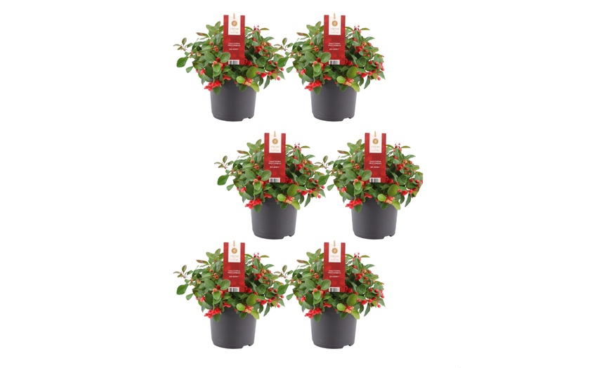 Image 3: Set van 6 Gaultheria planten 'Big Berry'