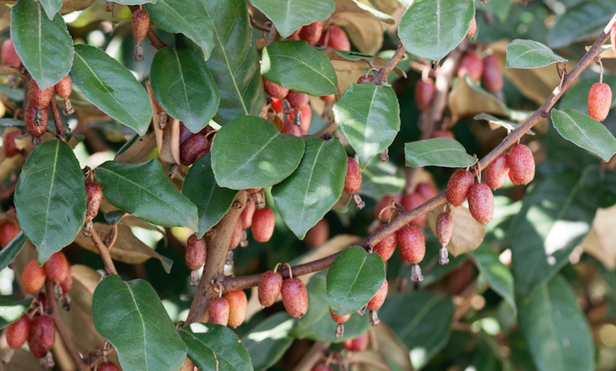 Image 4: 9cm Evergreen Hardy Shrubs