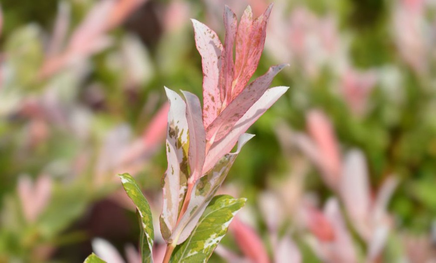 Image 8: Salix Flamingo Standard Tree with Optional Patio Pots