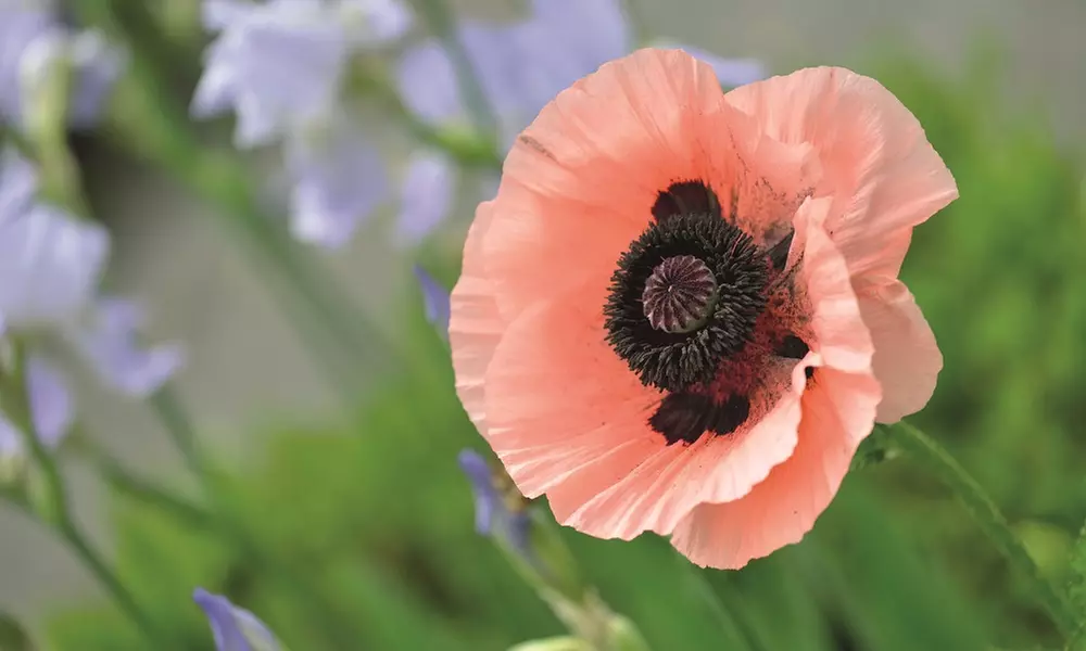 Perennial Poppy Oriental Collection - 4 or 8 Plants