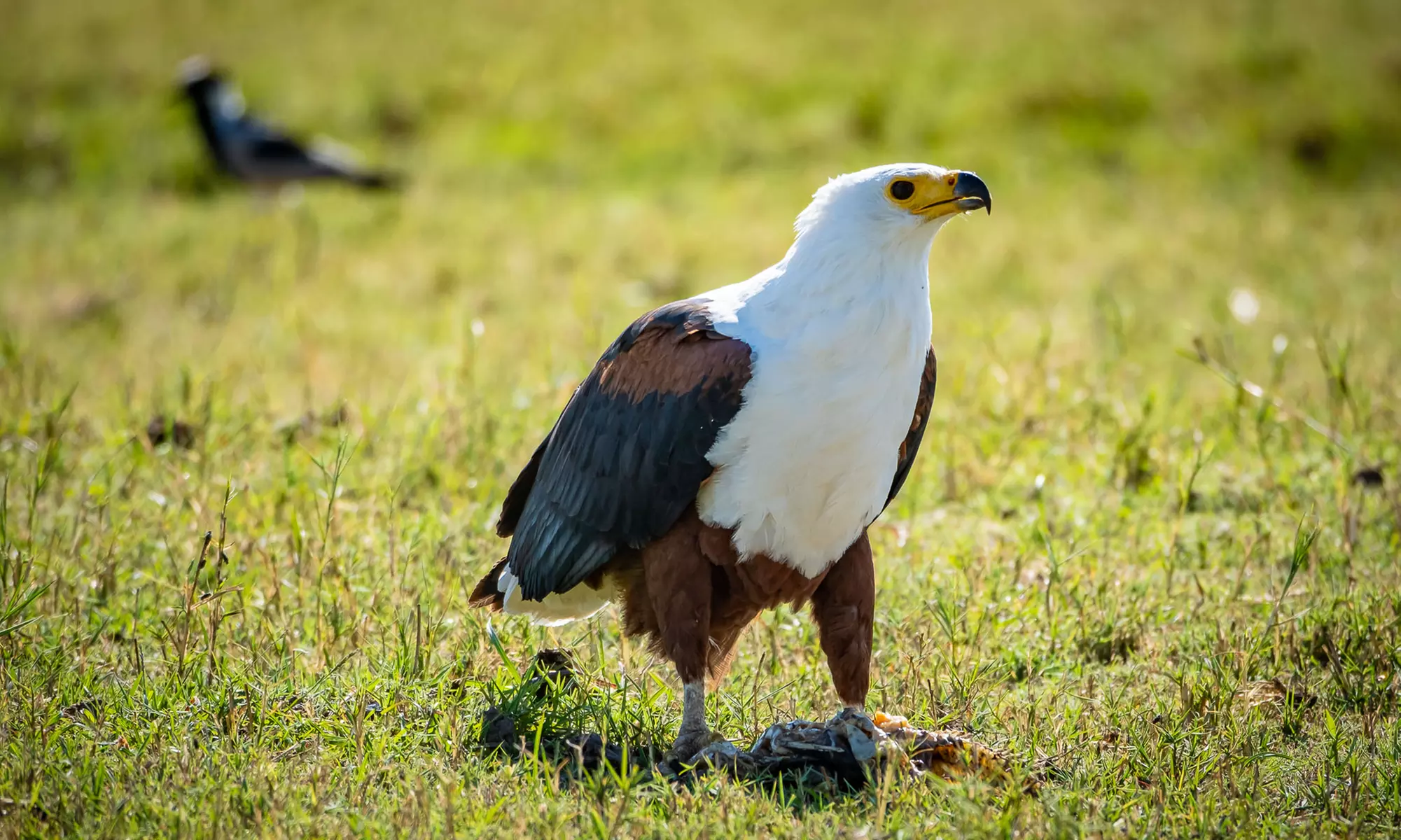 Zimbabwe: 7-Night Yoga & Safari Retreat