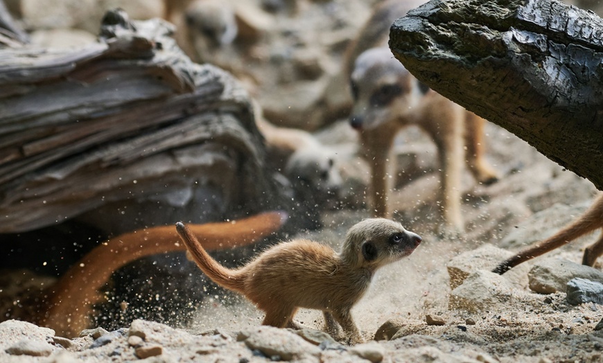 Image 8: Tageskarte für den Zoo Krefeld