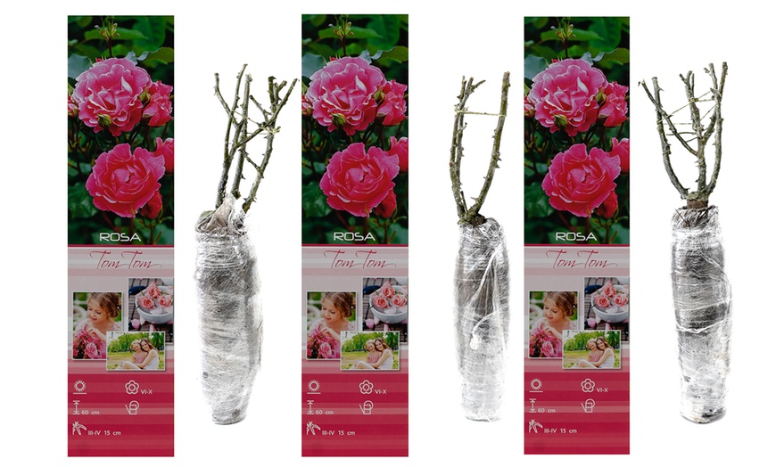 Image 9: Set di 3 o 6 rose Polyantha